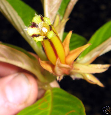 http://www.cloudjungle.com/cloudjungle/Gesneriaceae/Columnea/Columnea%20sp%20aff%20lophophora flower close.jpg
